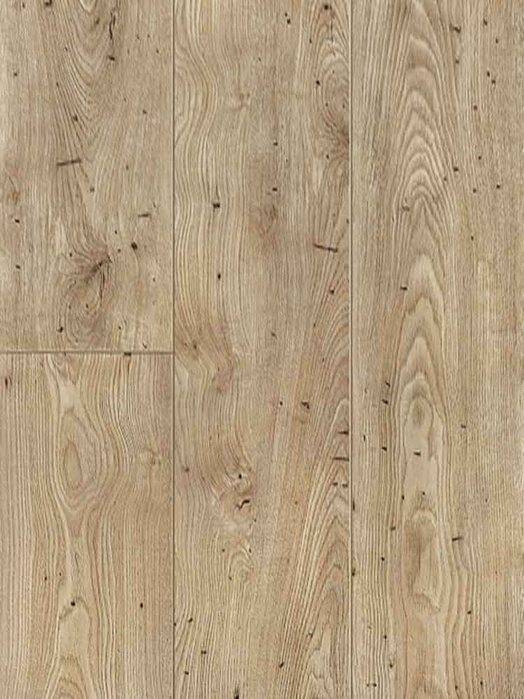 GOLDEN CHESTNUT